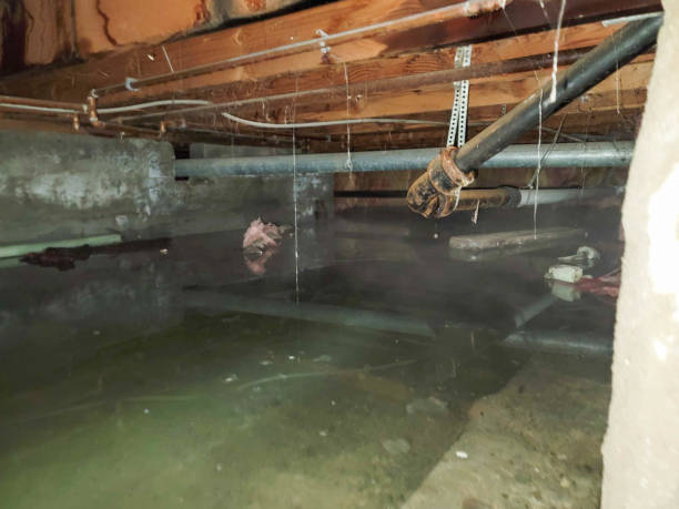 Best Water damage contractors near me  in Oceana, WV